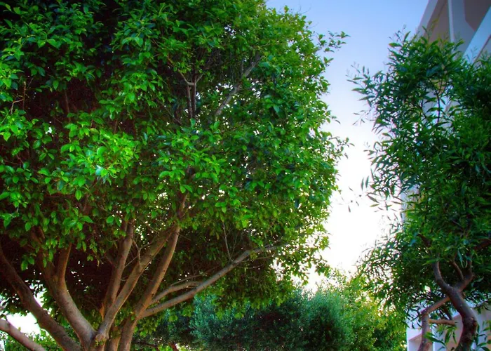 Solimar Dias Rétino